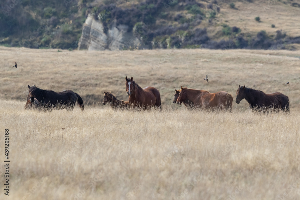 Kaimanawa Wild Horses standing in the grass 