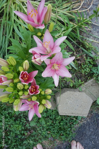 Pink Lilies and Buds with Green Leaves in Garden