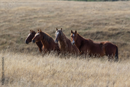 Fotografija Kaimanawa Wild Horses standing in the tussock grass