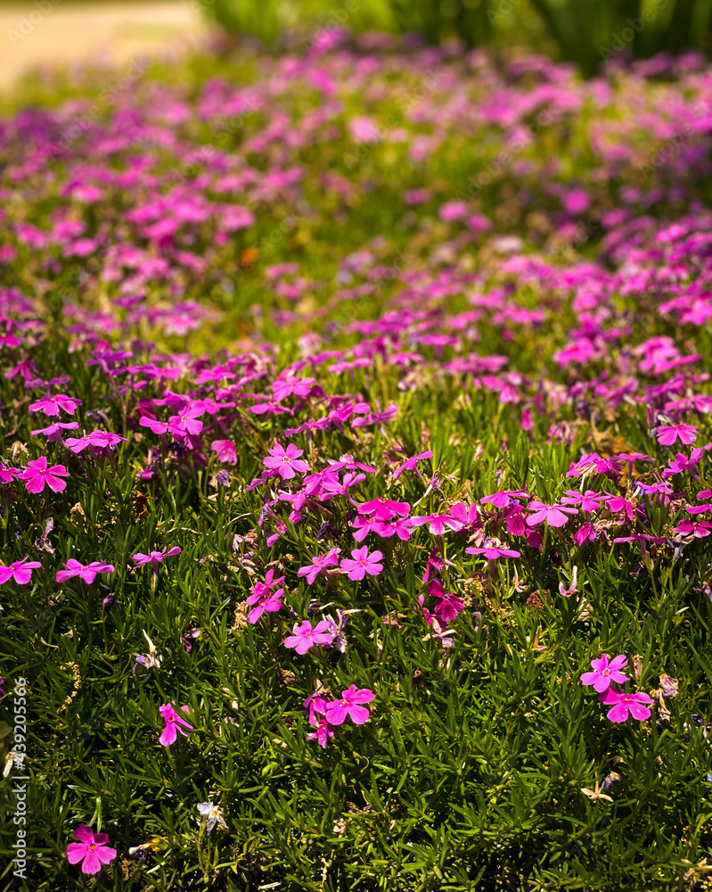 Pink Flowers