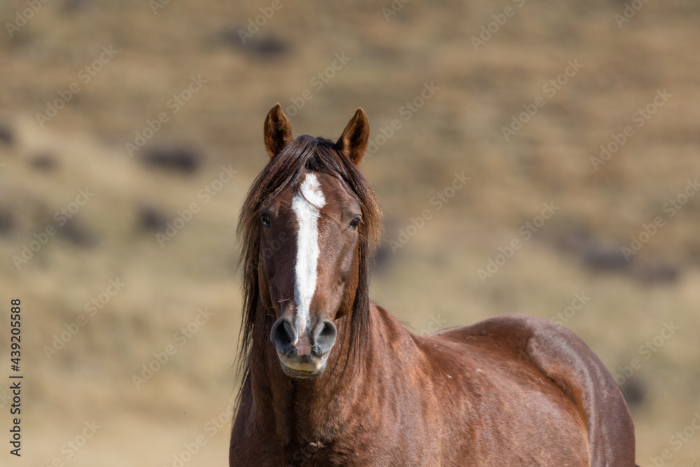 Kaimanawa Wild Horses  standing in the grass head study