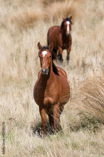 Kaimanawa Wild Horses  standing in the grass photo