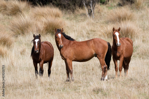Kaimanawa Wild Horses standing in the grass