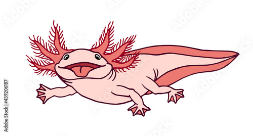 cute funny axolotl with red gills, shows pink tongue, amphibian animal, aquarium pet, color vector illustration with contour lines isolated on white background in cartoon and hand drawn style