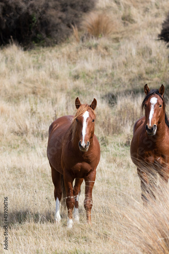 Kaimanawa Wild Horses standing in the tussock grass