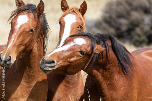 Kaimanawa Wild Horses head study photo