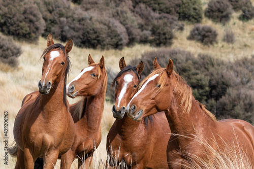 Kaimanawa Wild Horses standing in the tussock grass