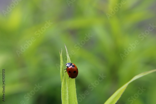 ladybug with green leaf