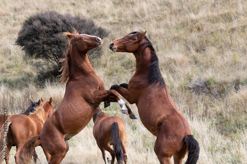 Kaimanawa Wild Horses Stallions fighting