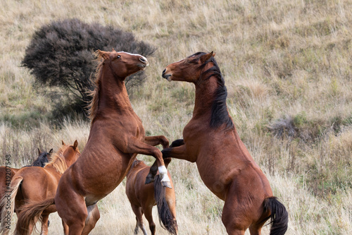 Kaimanawa Wild Horses Stallions fighting photo