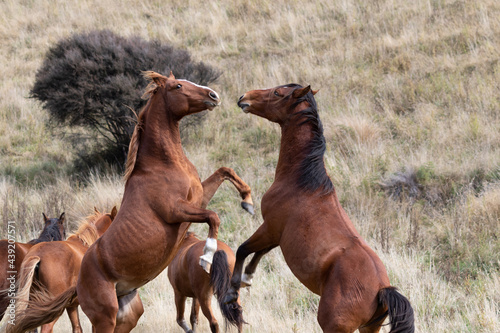 Kaimanawa Wild Horses Stallions fighting photo