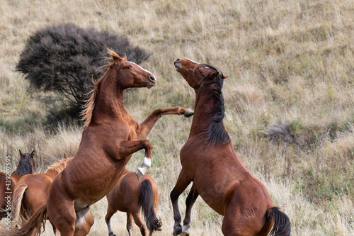 Kaimanawa Wild Horses Stallions fighting