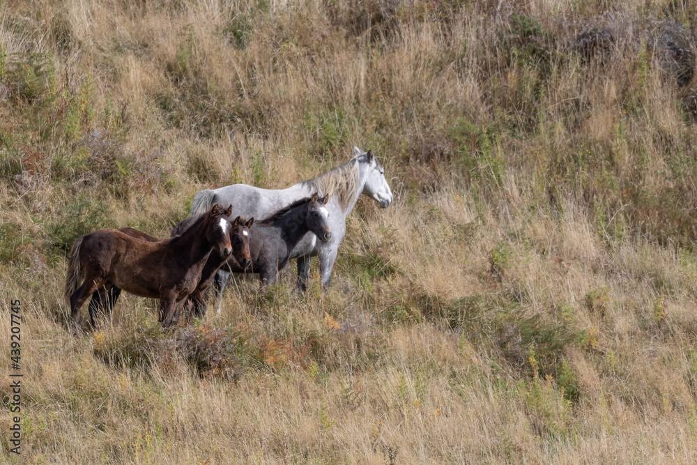 Kaimanawa Wild Horses standing in the tussock grass Kaimanawa Wild Horses standing in the tussock grass