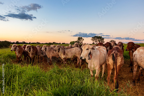 Photos Gado no pasto na fazenda em Minas Gerais.