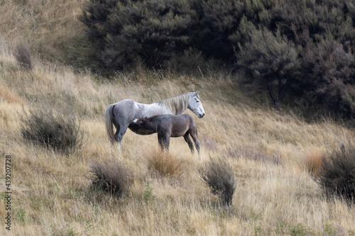Kaimanawa Wild Horses mare feeding her foal
