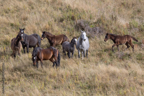 Kaimanawa Wild Horses standing in the tussock grass