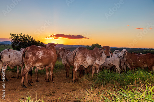 Gado no pasto com o pôr do sol em Minas Gerais. © Raul Moura