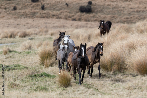 Kaimanawa Wild Horses running free in the tussock grass © Penny