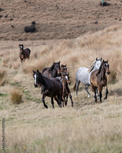 Kaimanawa Wild Horses running free in the tussock grass © Penny