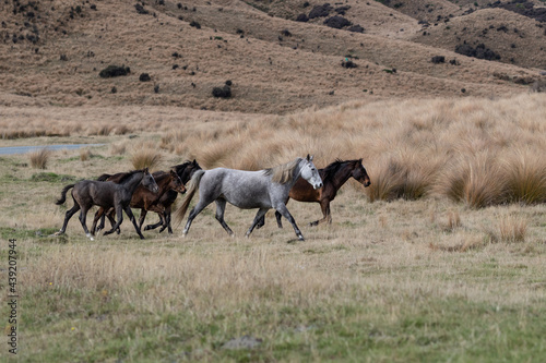 Kaimanawa Wild Horses running free in the tussock grass