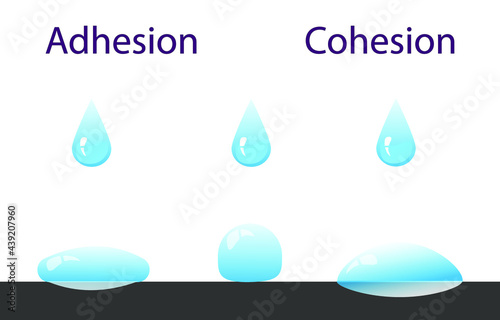 adhesion, cohesion for physics lesson