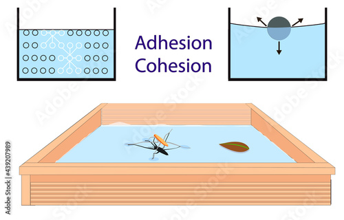 adhesion, cohesion for physics lesson photo