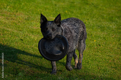 Blue Heeler with Frisbee