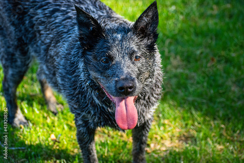 Blue Heeler Outside