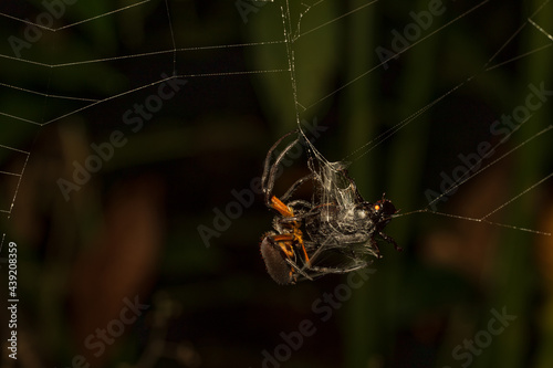 spider on a web eating prey