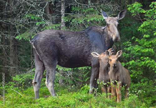 Mother cow moose and two calves