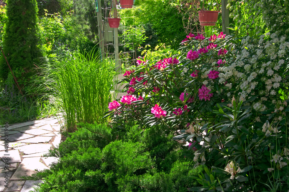 Fototapeta premium Beautiful shrubs with pink rhododendron flowers (Rhododéndron) and white spirea flowers (Spiraea) and ornamental conifers in a flower garden