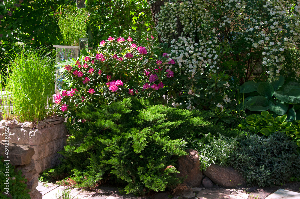 Beautiful bushes with pink (Rhododéndron) flowers and (Spiraea) flowers, as well as ornamental plants and herbs in the flower garden. Beautiful bushes with pink (Rhododéndron) flowers and (Spiraea) flowers, as well as ornamental plants and herbs in the flower garden.