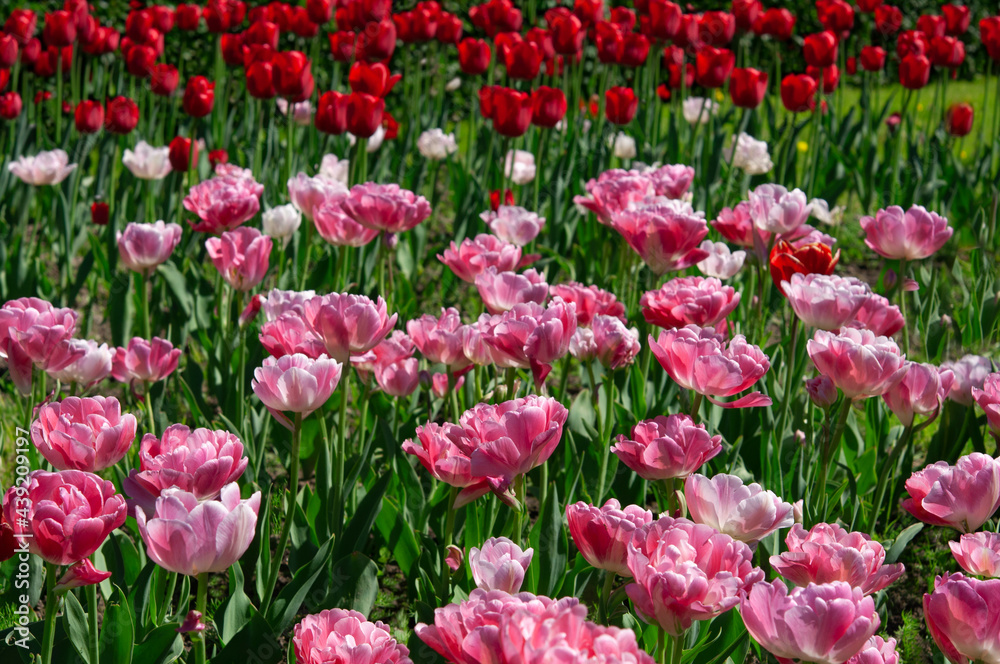 Bright colorful red pink tulips in a city garden on a sunny day