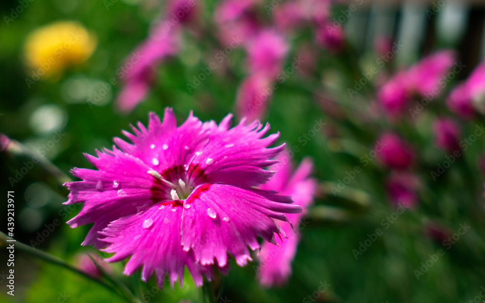 Obraz premium Flowers Carnations dove