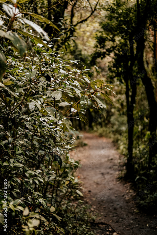 Fototapeta premium autumn in the park