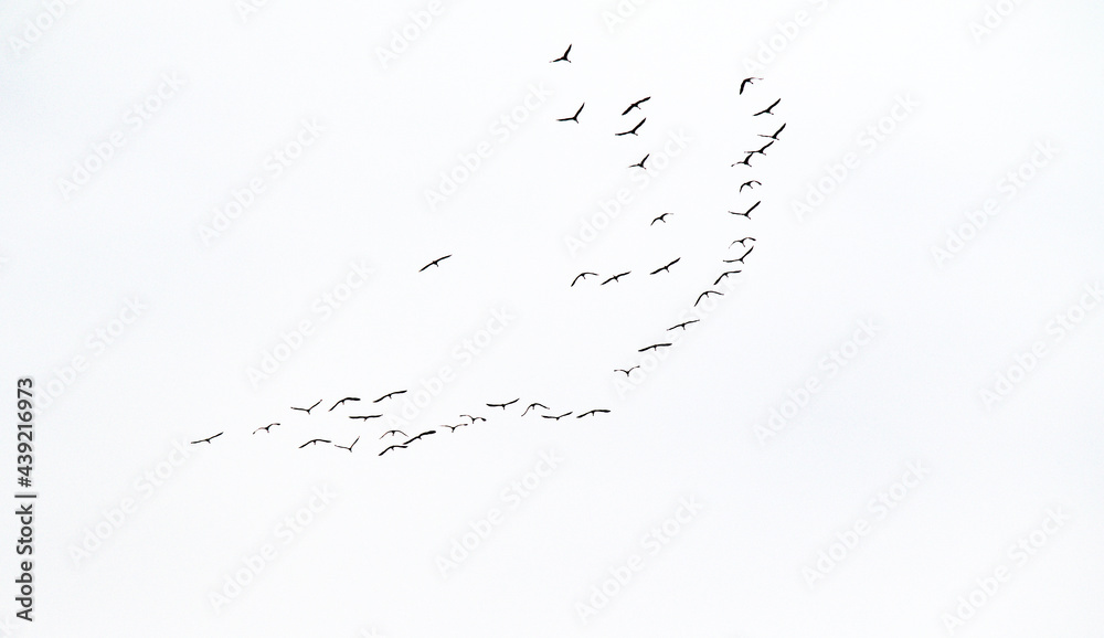 cranes fly high in the sky cranes fly high in the sky