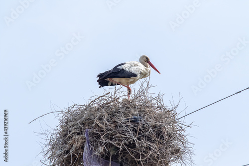 white stork in a large nest on a high-voltage pole
