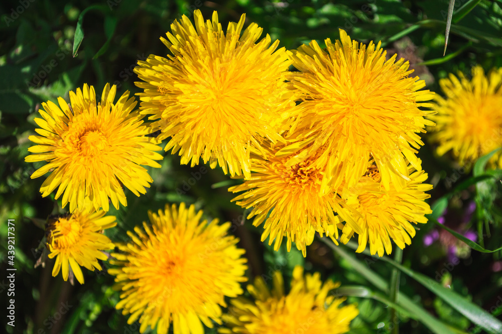 Yellow blooming flower of dandelion closeup on green field Yellow blooming flower of dandelion closeup on green field
