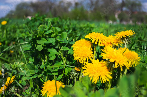 Yellow blooming flower of dandelion closeup on green field