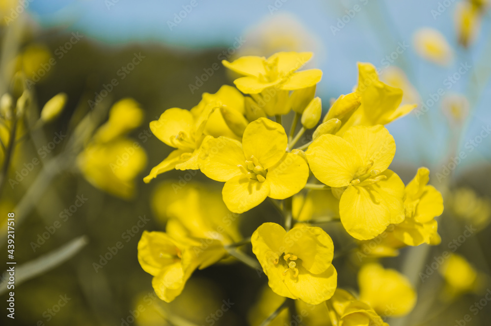Yellow rapeseed or canola flowers, grown for the rapeseed oil Yellow rapeseed or canola flowers, grown for the rapeseed oil