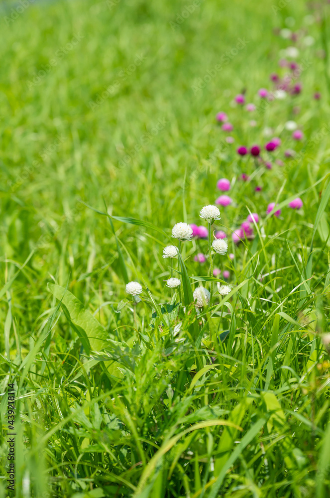 草の中のセンニチコウの花 草の中のセンニチコウの花