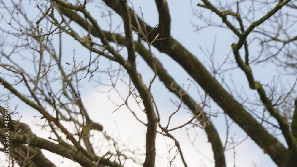 Perched Eurasian jay bird fly away from tree branch in a windy weather - low angle shot Perched Eurasian jay bird fly away from tree branch in a windy weather - low angle shot