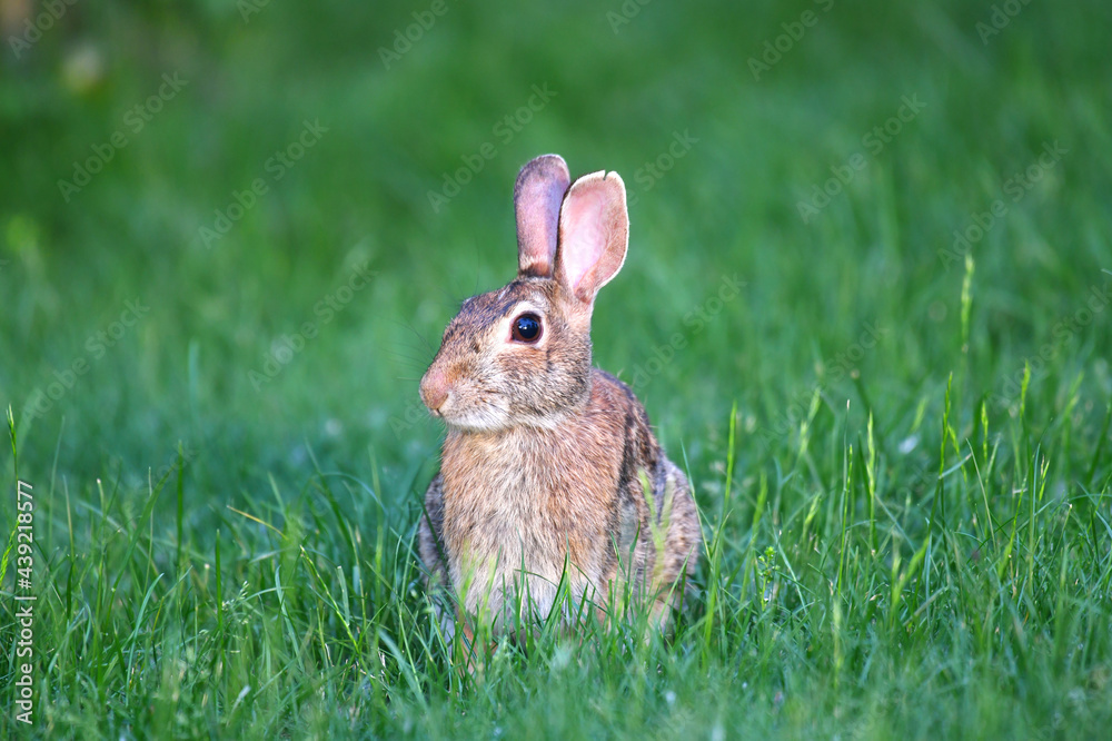 close up on wild rabbit crawl on the lawn close up on wild rabbit crawl on the lawn