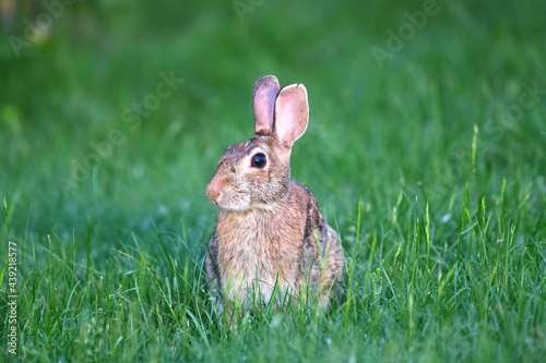 close up on wild rabbit crawl on the lawn © nd700