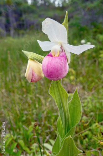 Pink Lady Slipper (Cypripedium reginae)