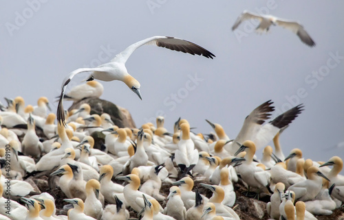 Konstfotografi Northern gannets