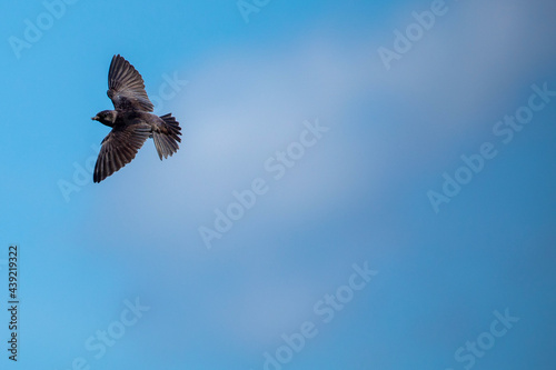 Картината върху платно Purple Martin In Flight with a Insect In Beak