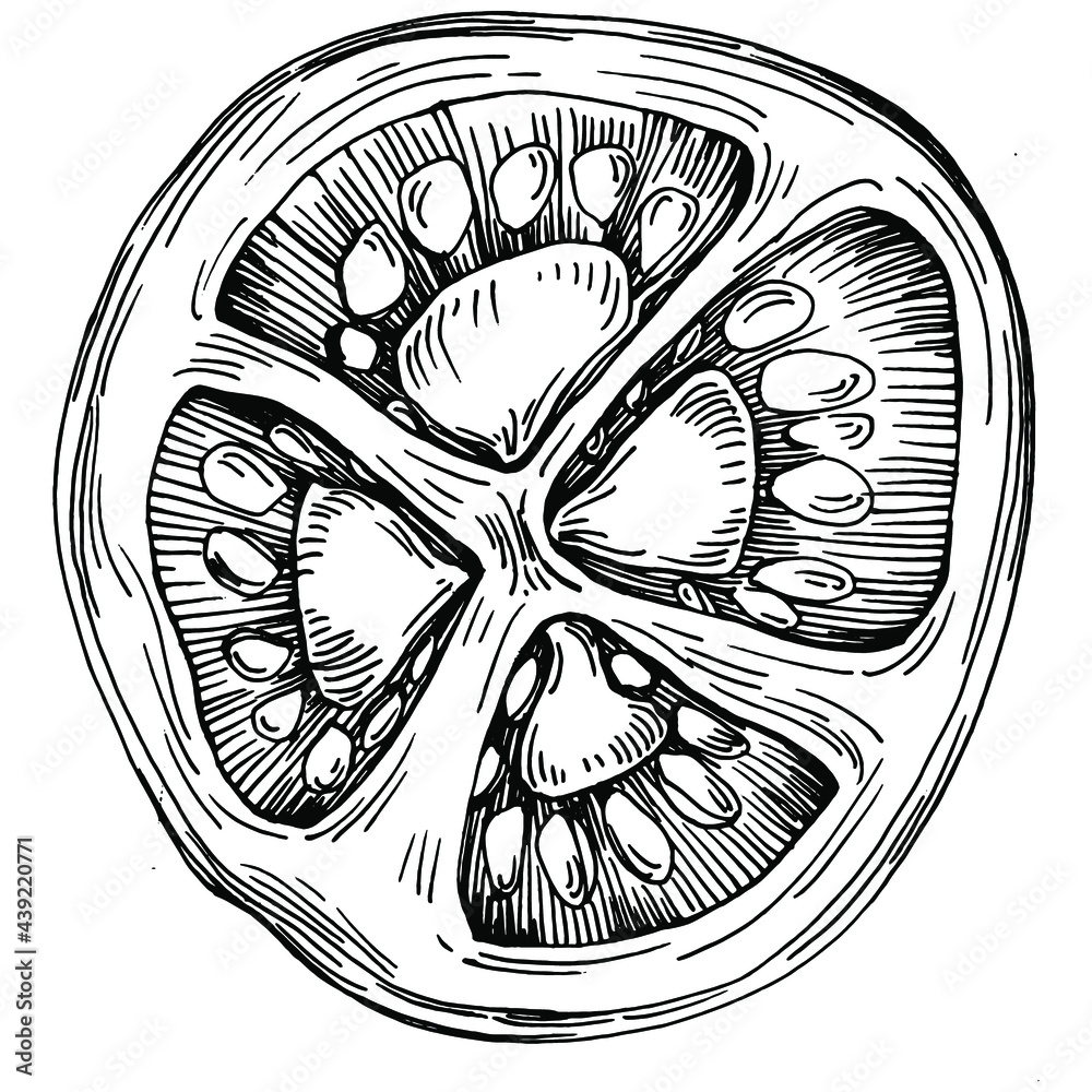 Tomato isolated elements. Vegetables sketch vector illustration. Engraved style. Product on the agricultural market. The best situated for design menu, label, badges, banners and promotion. Tomato isolated elements. Vegetables sketch vector illustration. Engraved style. Product on the agricultural market. The best situated for design menu, label, badges, banners and promotion.