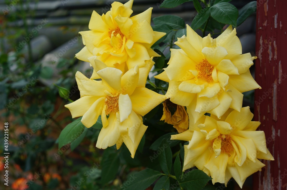 wall yellow roses wall yellow roses