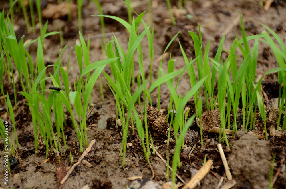 closeup the green ripe paddy plant soil heap in the farm over out of focus brown background. closeup the green ripe paddy plant soil heap in the farm over out of focus brown background.